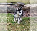 Small #15 Siberian Husky