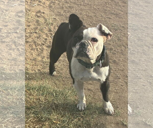 Medium Photo #4 Boston Terrier Puppy For Sale in Hesperia, CA, USA