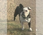 Small #3 Boston Terrier