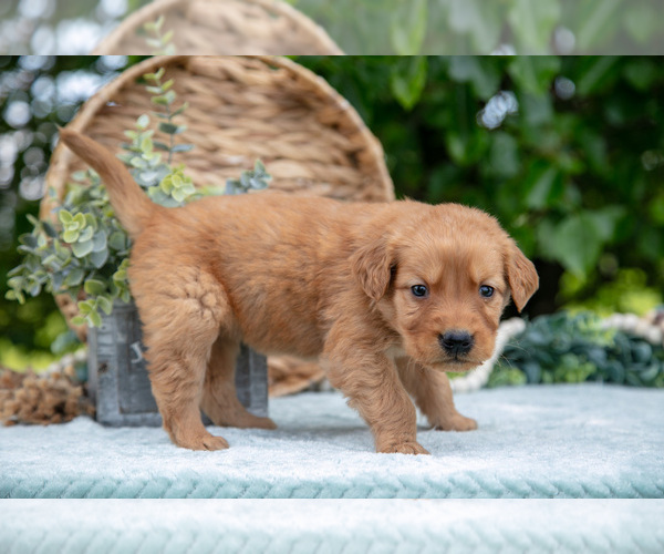 Medium Photo #11 Golden Retriever Puppy For Sale in WOLCOTTVILLE, IN, USA