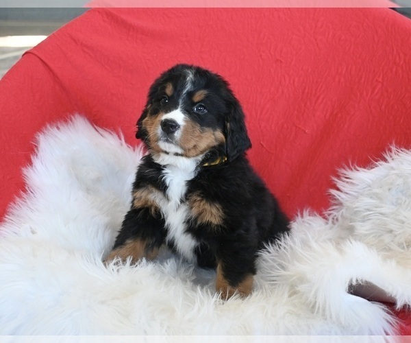 Medium Photo #3 Bernese Mountain Dog Puppy For Sale in SUGARCREEK, OH, USA