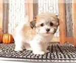 Small #3 Havanese