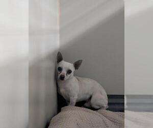 Chihuahua Dogs for adoption in Bakersfield, CA, USA