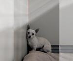 Small Chihuahua