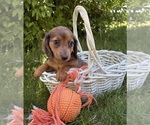 Small #2 Dachshund