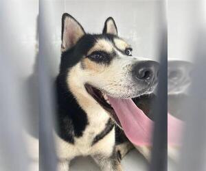 Siberian Husky-Unknown Mix Dogs for adoption in Houston, TX, USA
