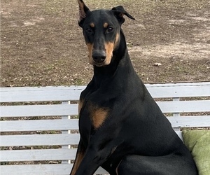 Mother of the Doberman Pinscher puppies born on 09/10/2025