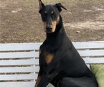Small Photo #1 Doberman Pinscher Puppy For Sale in GREENWOOD, SC, USA