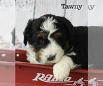Puppy Tawny Bernedoodle