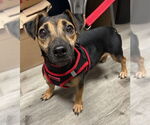 Small #3 Mutt