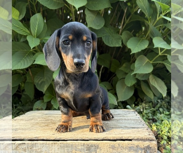 Medium Photo #2 Dachshund Puppy For Sale in MIDDLEBURY, IN, USA