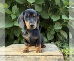 Reilly - Male Dachshund Puppy for Sale - Photo #2