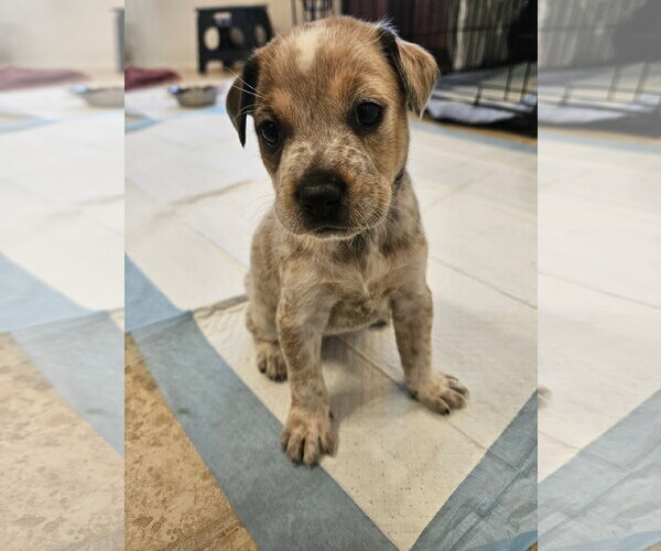 Medium Photo #2 Labrador Retriever-Red Heeler Mix Puppy For Sale in The Woodlands, TX, USA