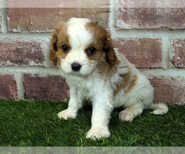 Medium Photo #2 Cavalier King Charles Spaniel Puppy For Sale in MOBERLY, MO, USA