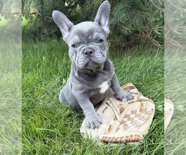 Medium Photo #1 French Bulldog Puppy For Sale in MIDDLEBURY, IN, USA