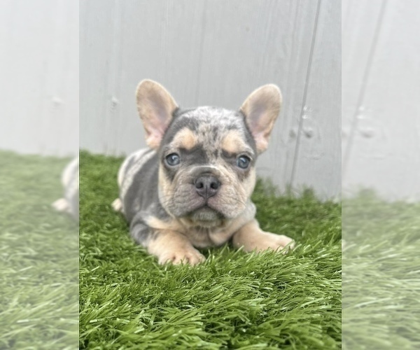 Medium Photo #25 French Bulldog Puppy For Sale in BEVERLY HILLS, CA, USA