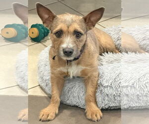 Mutt Dogs for adoption in Sandy, UT, USA