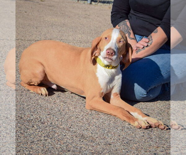 Medium Photo #2 American Foxhound-Redbone Coonhound Mix Puppy For Sale in Huntley, IL, USA