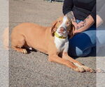 Small #1 American Foxhound-Redbone Coonhound Mix