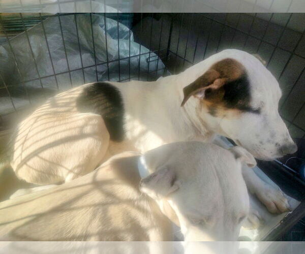 Medium Photo #2 Labrador Retriever-Unknown Mix Puppy For Sale in Pena Blanca, NM, USA