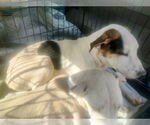 Small #1 Labrador Retriever Mix