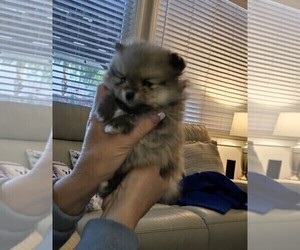 Medium Pomeranian
