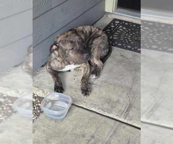 Medium Photo #1 American Staffordshire Terrier-Unknown Mix Puppy For Sale in San Antonio, TX, USA