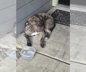 American Staffordshire Terrier-Unknown Mix Dogs for adoption in San Antonio, TX, USA