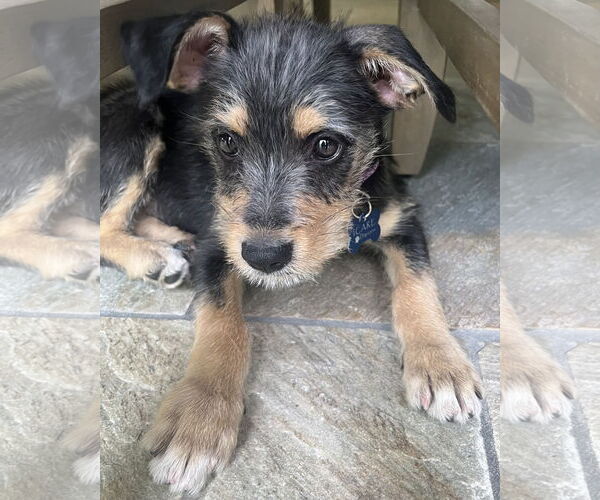 Medium Photo #3 Mutt Puppy For Sale in Corona, CA, USA