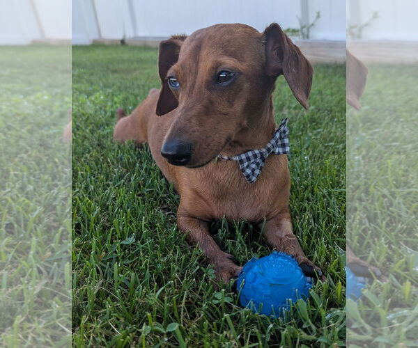 Medium Photo #2 Dachshund Puppy For Sale in Shelbyville, TN, USA