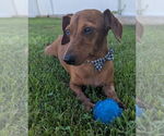 Small #1 Dachshund