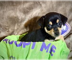 Small #6 Rat Terrier