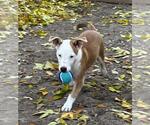 Small #3 American Pit Bull Terrier-Border Collie Mix