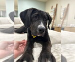 Small #12 Mastiff Mix