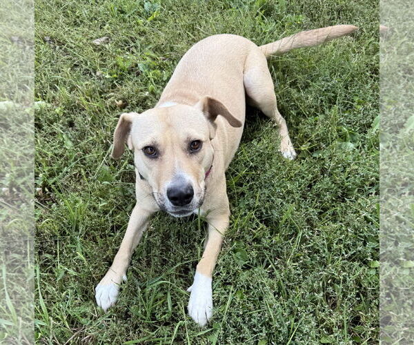 Medium Photo #4 American Pit Bull Terrier-Unknown Mix Puppy For Sale in Fargo, ND, USA