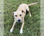 Small #3 American Pit Bull Terrier Mix