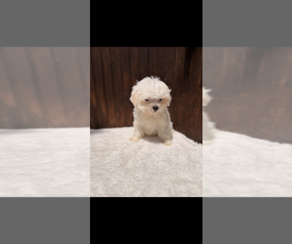 Medium Photo #1 Maltese Puppy For Sale in DOUGLASVILLE, GA, USA