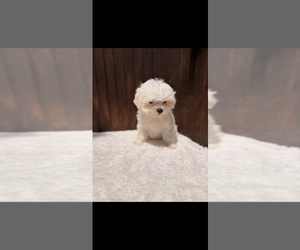 Maltese Puppy for sale in DOUGLASVILLE, GA, USA