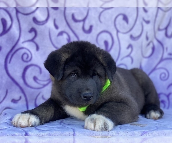 Medium Photo #2 Akita Puppy For Sale in LANCASTER, PA, USA