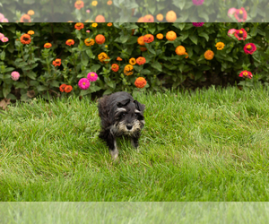 Schnauzer (Miniature) Puppy for sale in NAPPANEE, IN, USA