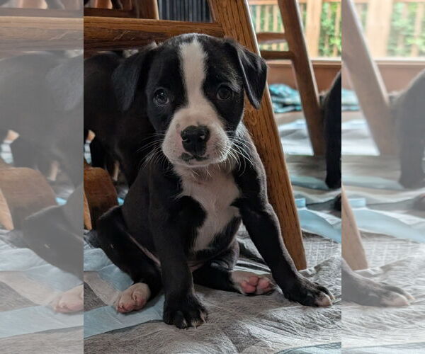 Medium Photo #4 Bearded Collie-Unknown Mix Puppy For Sale in Des Moines, IA, USA