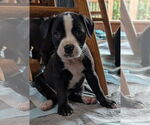 Small #3 Bearded Collie Mix
