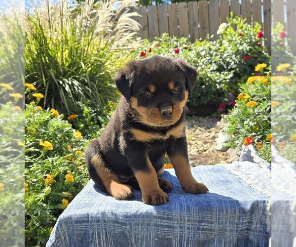 Medium Photo #5 Rottweiler Puppy For Sale in SHIPPENSBURG, PA, USA