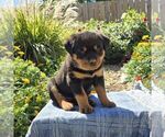 Nova - Female Rottweiler Puppy for Sale - Photo #5
