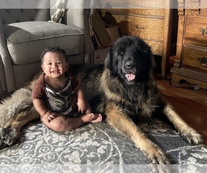 Leonberger Puppy for sale in WILLIAMSBURG, IA, USA