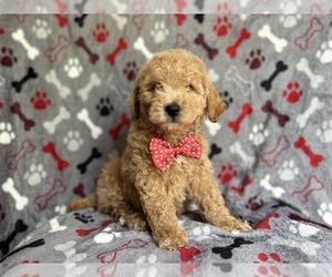 Goldendoodle (Miniature) Puppy for sale in LAKELAND, FL, USA