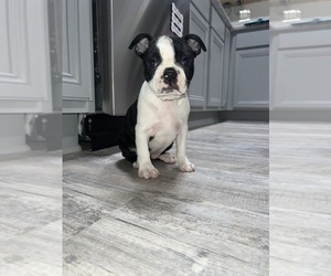 Boston Terrier Puppy for sale in MARTINSVILLE, IN, USA