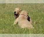 Small Photo #8 Golden Retriever Puppy For Sale in CLOVIS, CA, USA