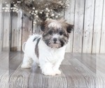 Small Photo #2 Havanese Puppy For Sale in MOUNT VERNON, OH, USA