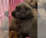 Small Photo #12 Labrador Retriever Puppy For Sale in MULINO, OR, USA